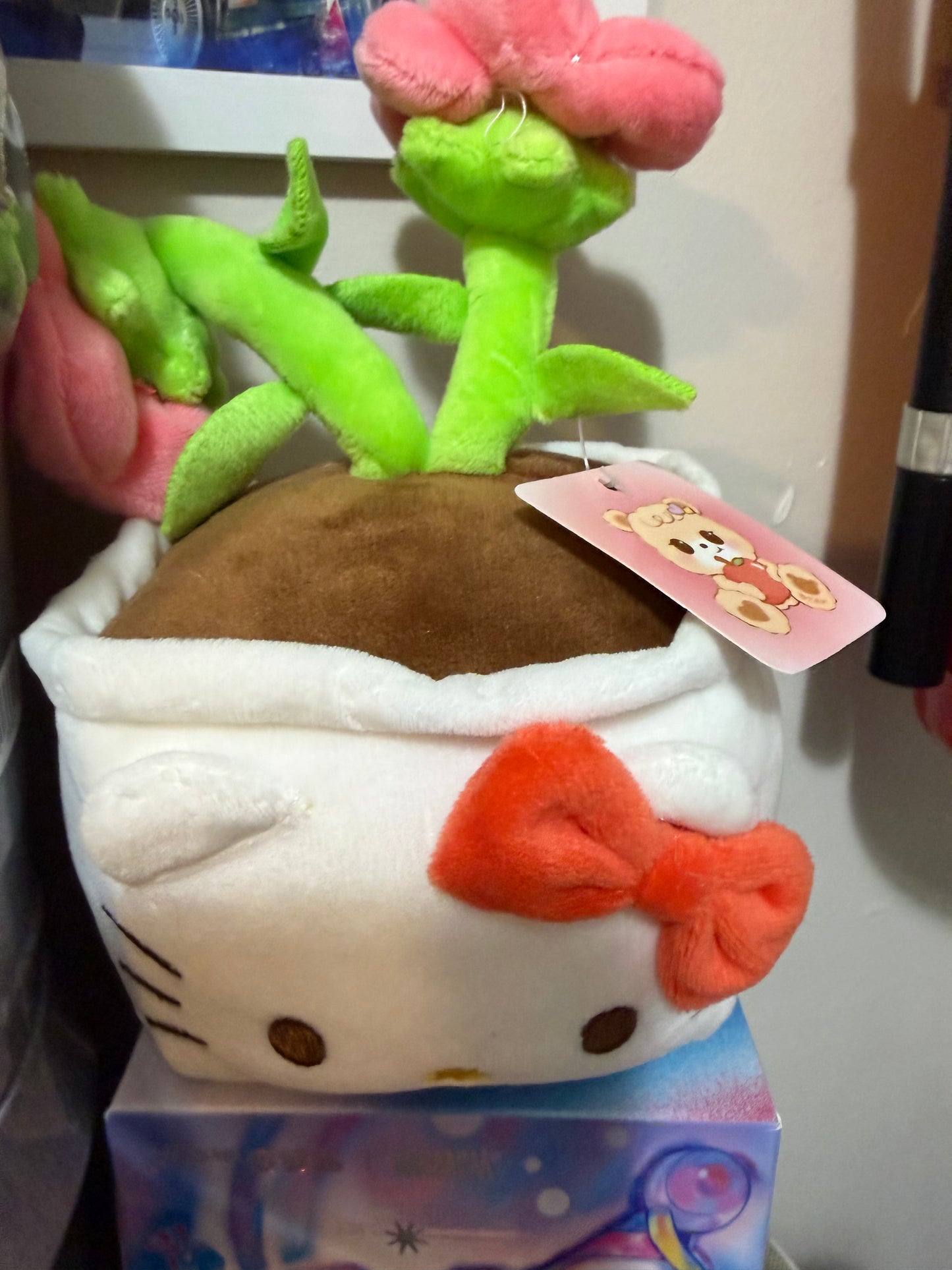 HK Plush plant